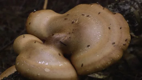 Small Bugs Crawling On A Mushroom 库存影片 134497050