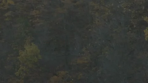 Small Bugs Flying Around Stock Footage 12449845