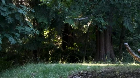 Small bugs in summer flying around grass and tree Stock Footage 117926754