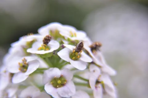 Small bugs on a white flowers close up Stock Photos