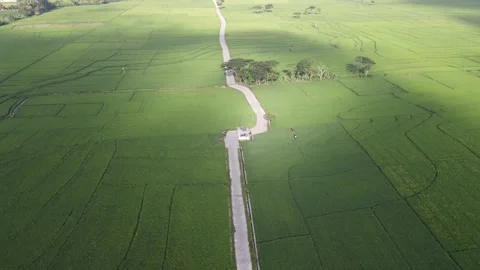 Small Building in the Middle of Paddy Field Stock Footage 146569067