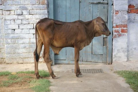 Small bull Stock Photos