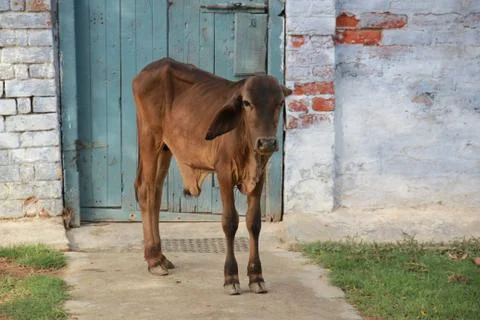 Small bull Stock Photos