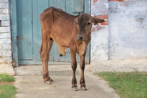 Small bull Stock Photos
