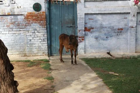 Small bull Stock Photos