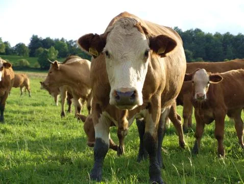Small bull Stock Photos
