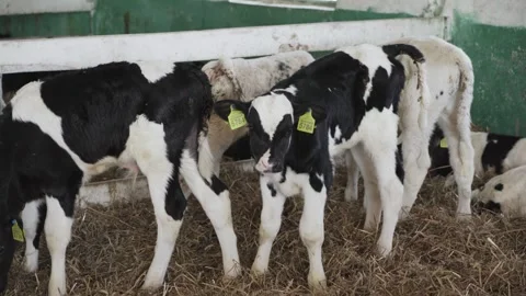 Small bulls on the farm Video stock 244718882