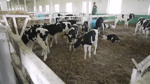 Small bulls on the farm Stock Footage 245019335