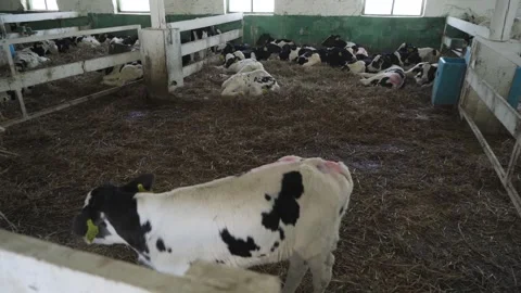 Small bulls on the farm Stock Footage 245019375