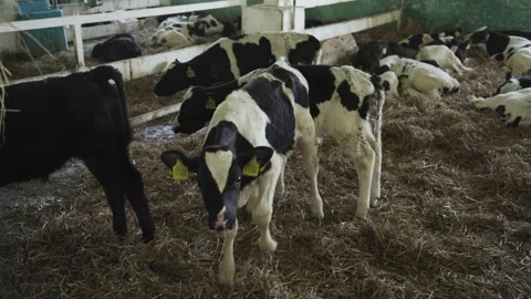 Small bulls on the farm Stock Footage 245019405