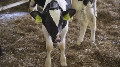 Small bulls on the farm Stock Footage 245019449