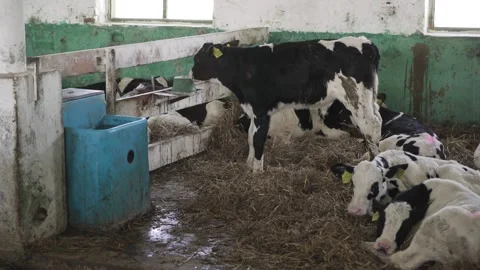 Small bulls on the farm Stock Footage 245019492
