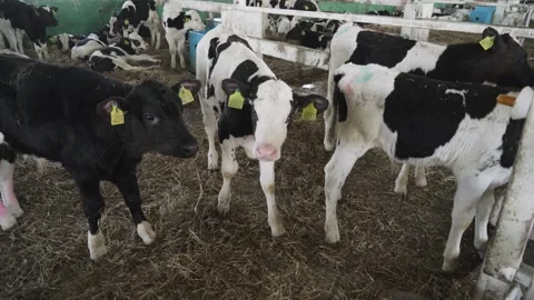 Small bulls on the farm Stock Footage 245019535