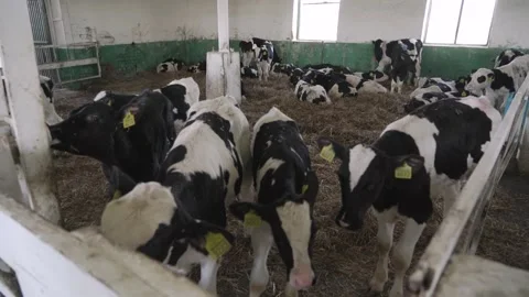 Small bulls on the farm Stock Footage 245060268