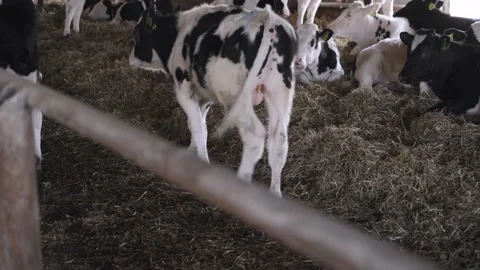 Small bulls on the farm Stock Footage 245060439