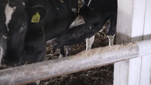 Small bulls on the farm Stock Footage 245539681