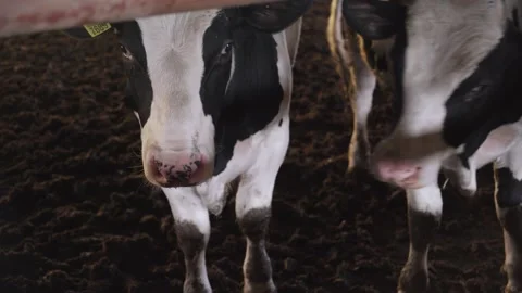 Small bulls on the farm Stock Footage 245539862