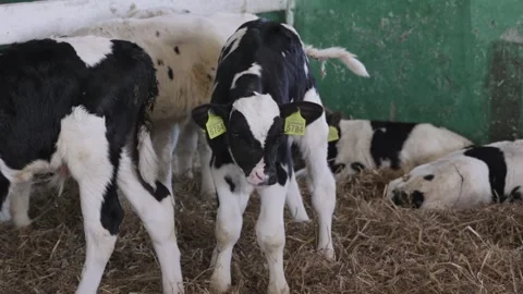 Small bulls on the farm Stock Footage 245539899