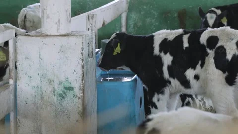 Small bulls on the farm Stock Footage 245540048
