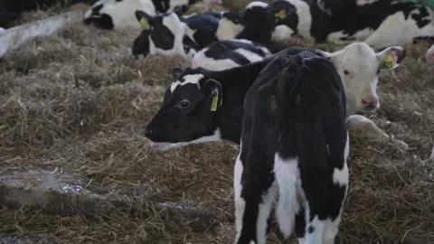 Small bulls on the farm Stock Footage 245540103