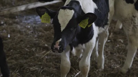 Small bulls on the farm Stock Footage 245540105