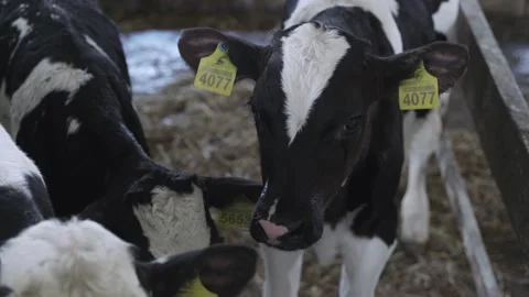 Small bulls on the farm Stock Footage 245540157