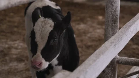 Small bulls on the farm Stock Footage 245973459