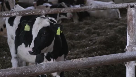 Small bulls on the farm Stock Footage 245973579