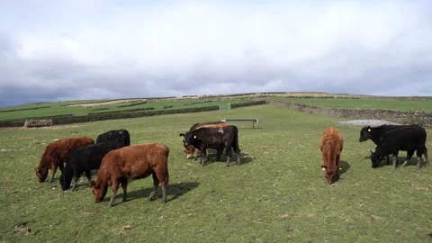 Small bulls grazing Stock Footage 151900490