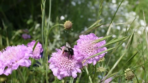 Small bumblebee Stock Footage 130367303