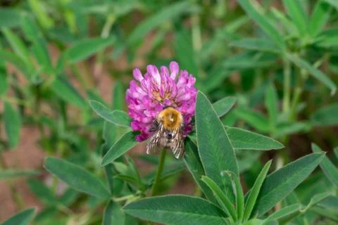 Small bumblebee is gathering nectar from a clover flower on a spring meadow. Stock Photos