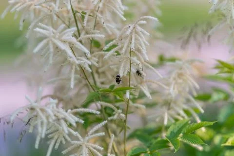 Small bumblebee perched on delicate white Aruncus Dioicus in soft green gar.. Stock Photos