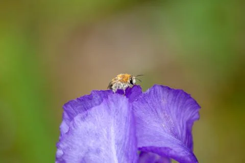Small bumblebee on violet flower Stock Photos