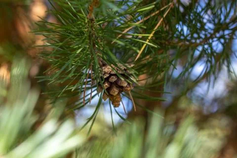 A small bump on a coniferous tree branch with a blurred background. Stock Photos