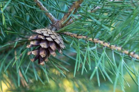 A small bump on a coniferous tree branch with a blurred background. Stock Photos