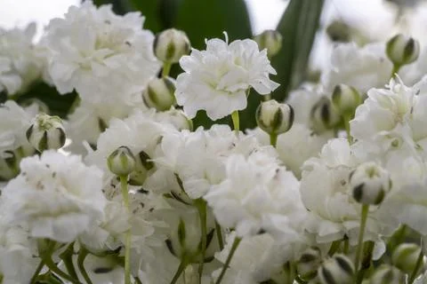 Small Bunch of Flowers Stock Photos