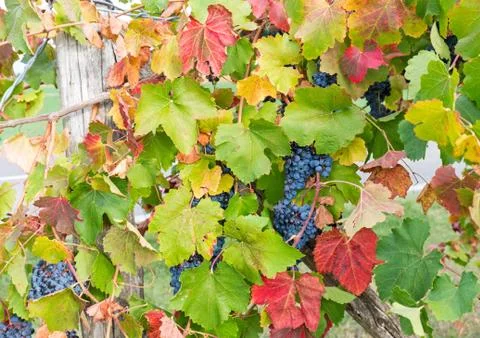 Small bunch of grapes Stock Photos