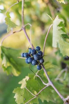 A small bunch of grapes Foto stock