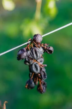 A small bunch of grapes Photos