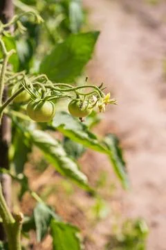 Small bunch of green  tomatoes growing Stock Photos