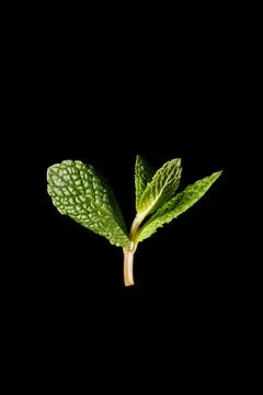 A small bunch of mint on a black background. Stock Photos