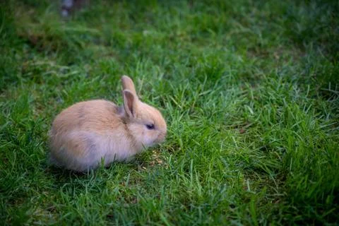 Small Bunny in grass field Stock Photos