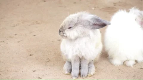 Small bunny on the ground Stock Footage 51421100