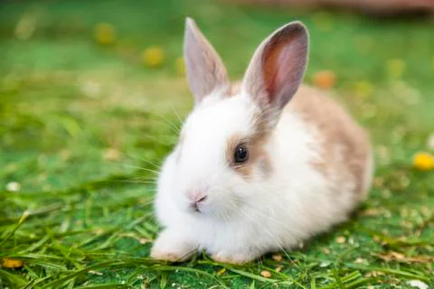 Small bunny Rabbit Stock Photos