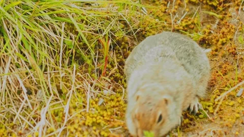 A small bunny is seen exploring and foraging for food among the vibrant grass Stockbeeldmateriaal 312462922
