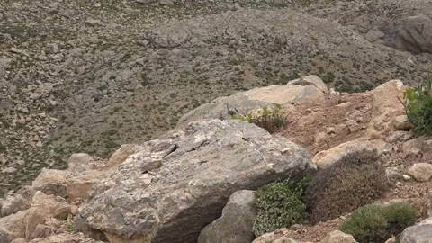 Small bunting perches on a rock in dry open country with sharp - Passerine Bird Stock Footage 339819533