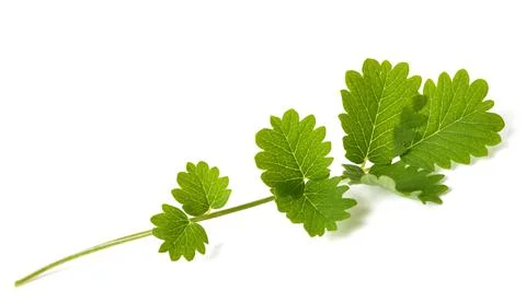 Small burnet Stock Photos