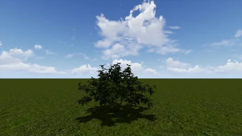 Small Bush Against Blue Sky Grass 3D Render Stock Footage 346444589
