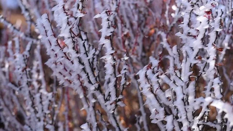 Small Bush Covered in Ice, Icicle in Himalayan Mountains Mardi Himal Trek Stock Footage 80614148