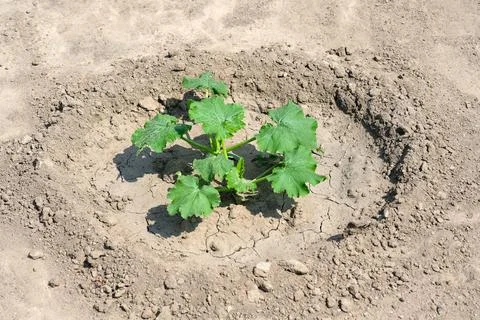 A small bush of cucumbers on the ground without grass. Stock Photos